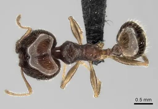 Pheidole spinosa - CASENT0128434