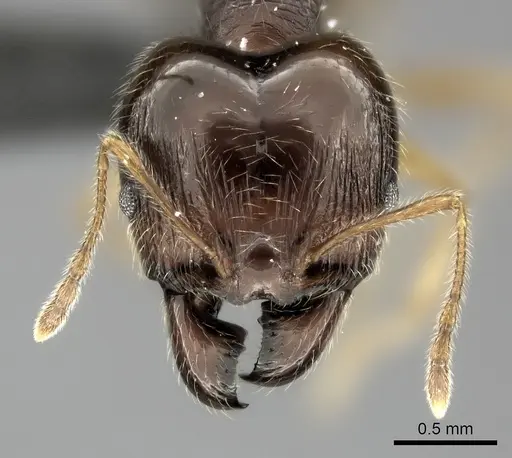 Pheidole spinosa - CASENT0128434