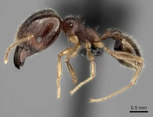 Pheidole spinosa - CASENT0128434
