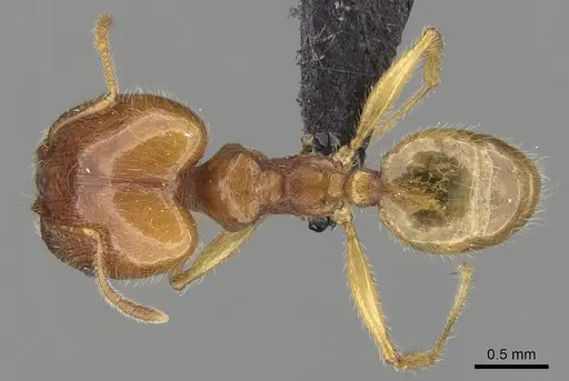Pheidole spinosa - CASENT0132558
