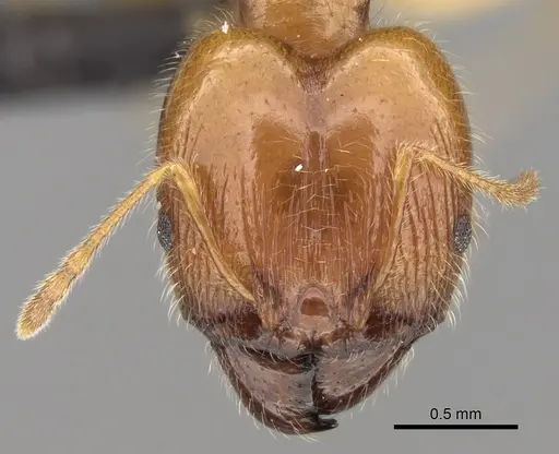 Pheidole spinosa - CASENT0132558