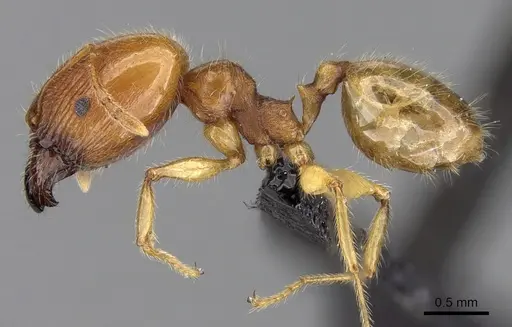 Pheidole spinosa - CASENT0132558
