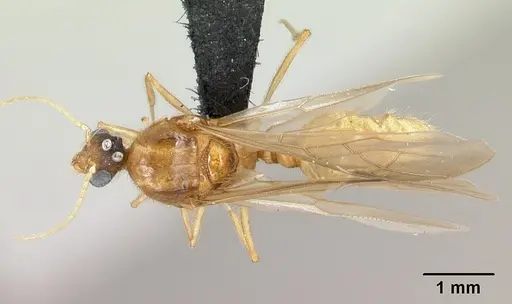 Pheidole spinosa - CASENT0132783