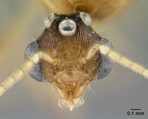 Pheidole spinosa - CASENT0132783