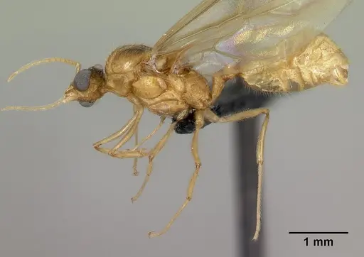 Pheidole spinosa - CASENT0132783