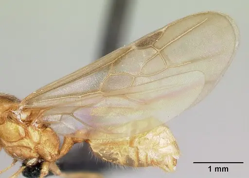 Pheidole spinosa - CASENT0132783