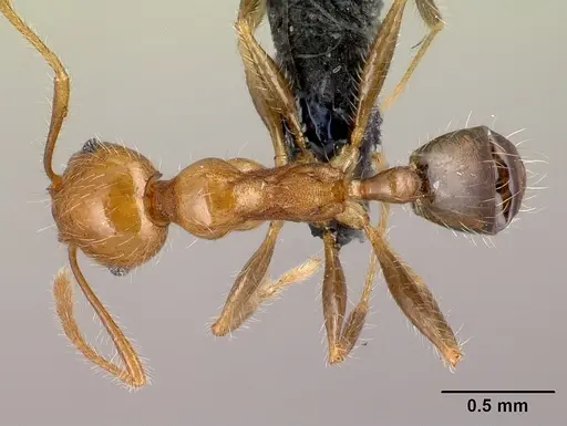 Pheidole spinosa - CASENT0132804