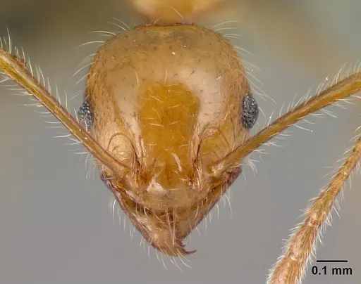 Pheidole spinosa - CASENT0132804