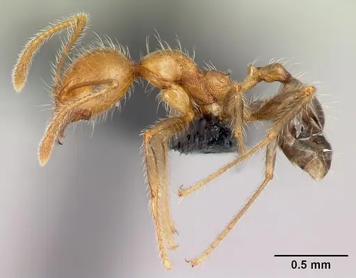 Pheidole spinosa - CASENT0132804