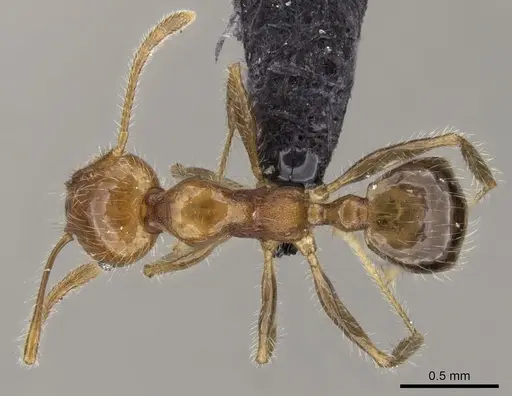 Pheidole spinosa - CASENT0133677