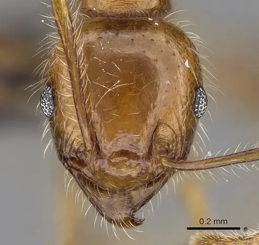 Pheidole spinosa - CASENT0133677