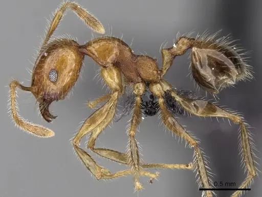 Pheidole spinosa - CASENT0133677