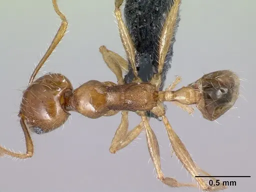 Pheidole spinosa - CASENT0134919