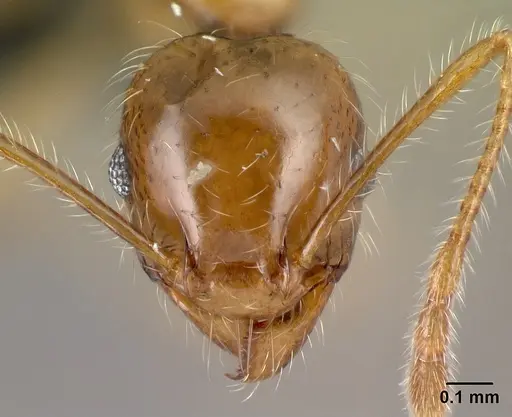 Pheidole spinosa - CASENT0134919