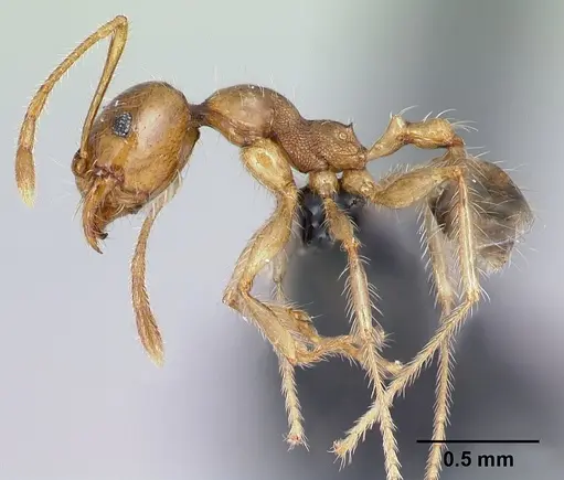 Pheidole spinosa - CASENT0134919