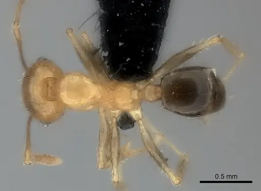Pheidole spinosa - CASENT0137847