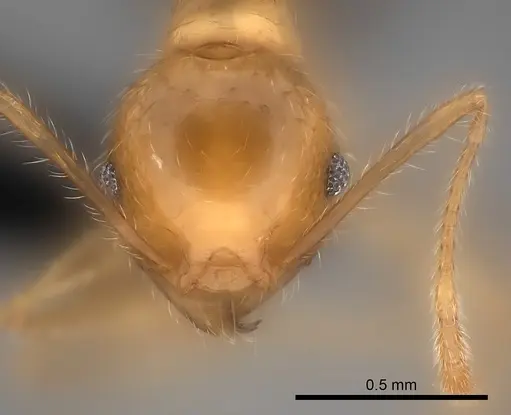 Pheidole spinosa - CASENT0137847