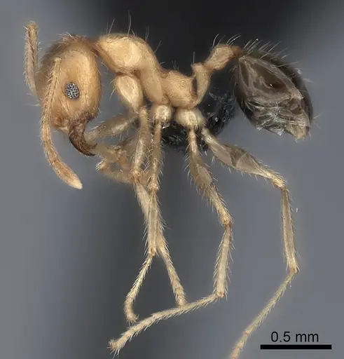 Pheidole spinosa - CASENT0137847