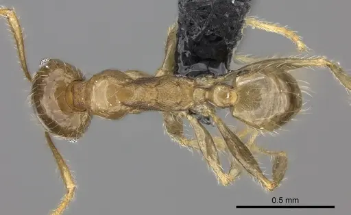 Pheidole spinosa - CASENT0137905