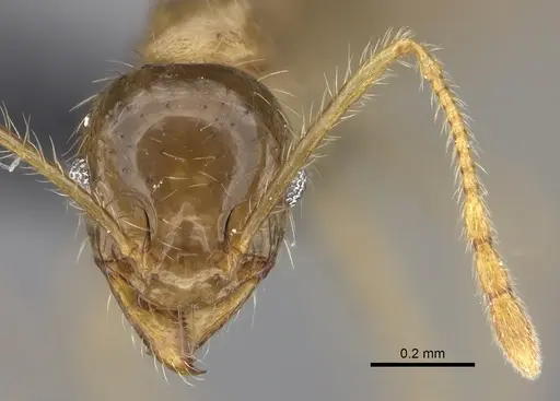 Pheidole spinosa - CASENT0137905