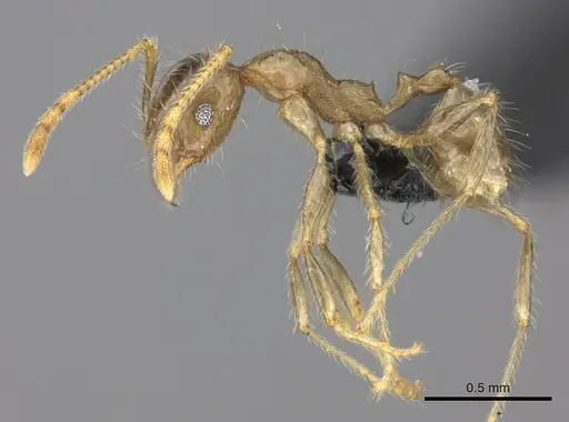 Pheidole spinosa - CASENT0137905