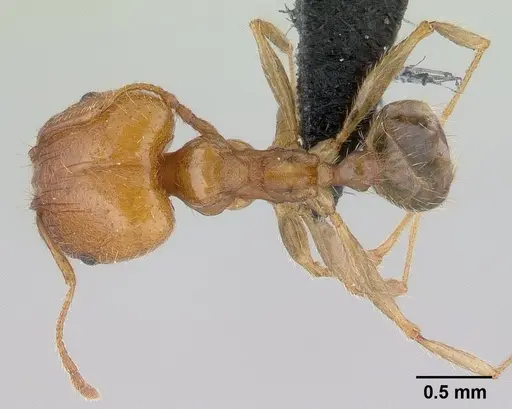 Pheidole spinosa - CASENT0146857