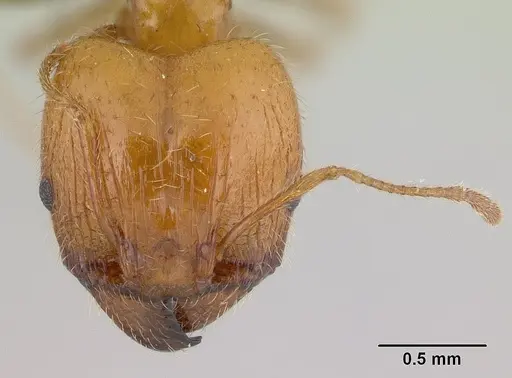 Pheidole spinosa - CASENT0146857