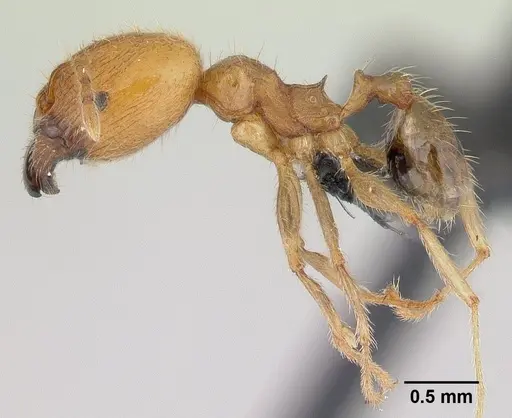 Pheidole spinosa - CASENT0146857