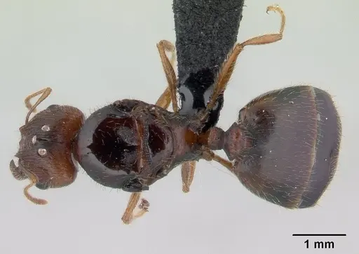Pheidole spinosa - CASENT0146858