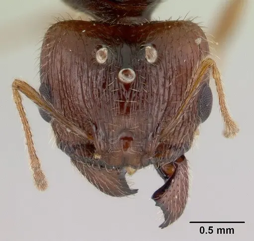 Pheidole spinosa - CASENT0146858