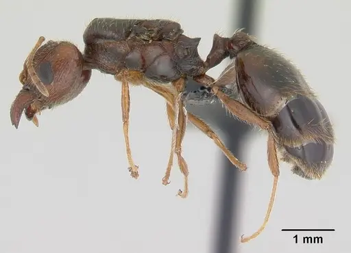 Pheidole spinosa - CASENT0146858