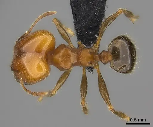 Pheidole spinosa - CASENT0149707