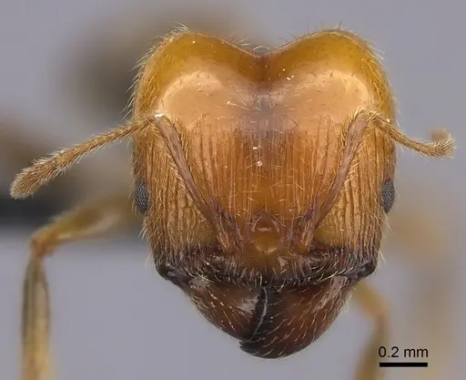 Pheidole spinosa - CASENT0149707