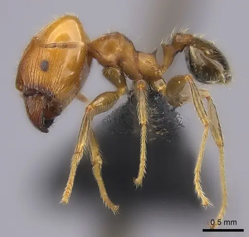 Pheidole spinosa - CASENT0149707