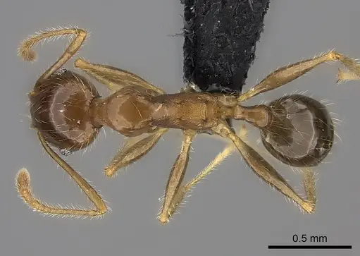 Pheidole spinosa - CASENT0152492