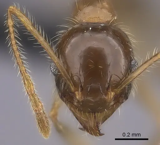 Pheidole spinosa - CASENT0152492