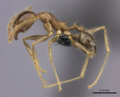 Pheidole spinosa - CASENT0152492