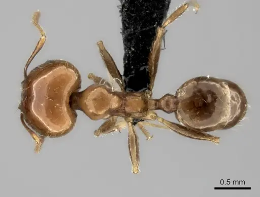 Pheidole spinosa - CASENT0152702