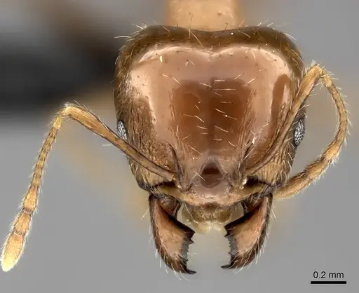 Pheidole spinosa - CASENT0152702