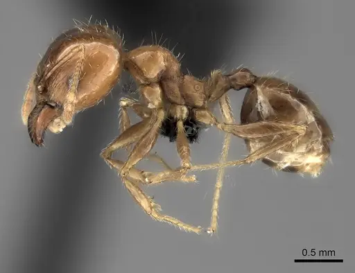 Pheidole spinosa - CASENT0152702