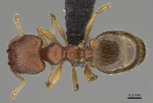 Pheidole spinosa - CASENT0156684