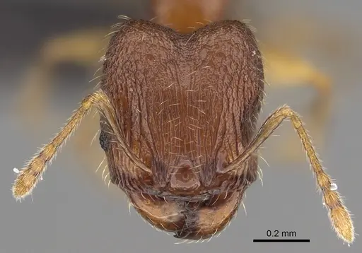 Pheidole spinosa - CASENT0156684