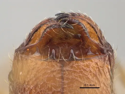 Pheidole spinosa - CASENT0156684