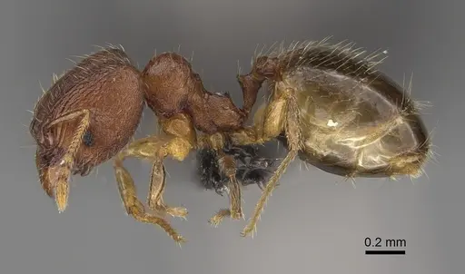Pheidole spinosa - CASENT0156684