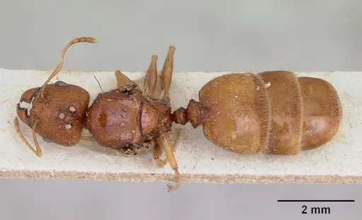 Pheidole spinosa - CASENT0172973