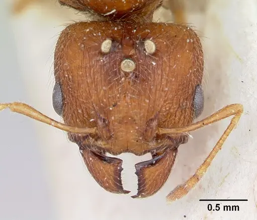 Pheidole spinosa - CASENT0172973