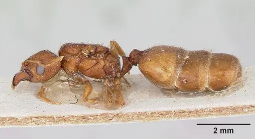 Pheidole spinosa - CASENT0172973