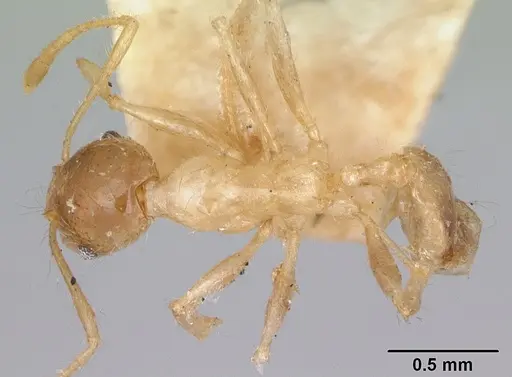 Pheidole spinosa - CASENT0172974