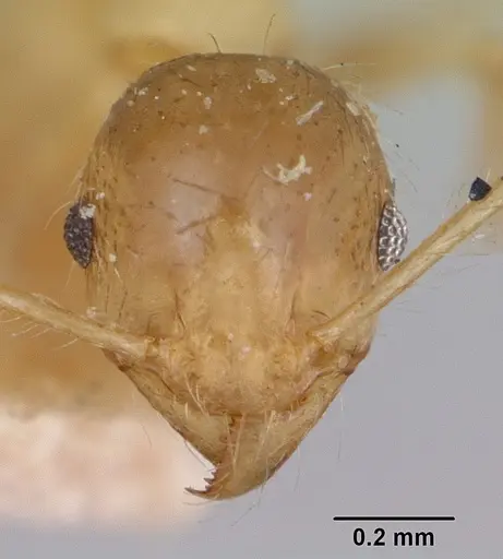 Pheidole spinosa - CASENT0172974