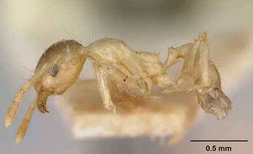 Pheidole spinosa - CASENT0172974